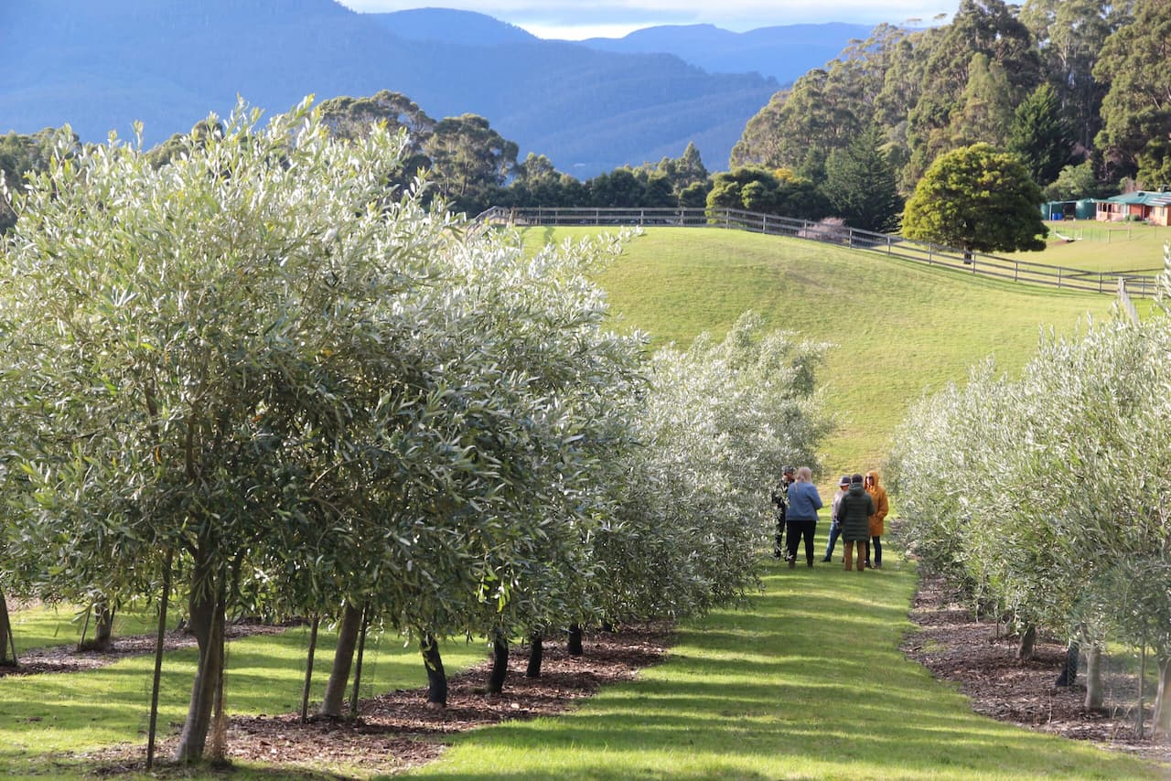 olive grove olive grove